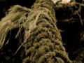rope - 2nd perspective
