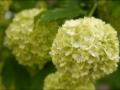 blossom spheres