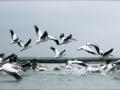 danube delta pelicans