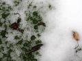 signs of spring_1