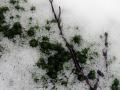 signs of spring_2