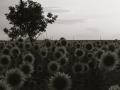 black & white sunflowers at sunset