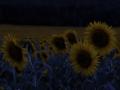 sunflowers at night