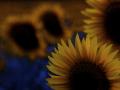 moonlight sunflowers