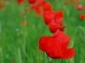 lost in red and green