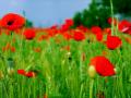 poppy pop