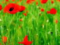 poppies